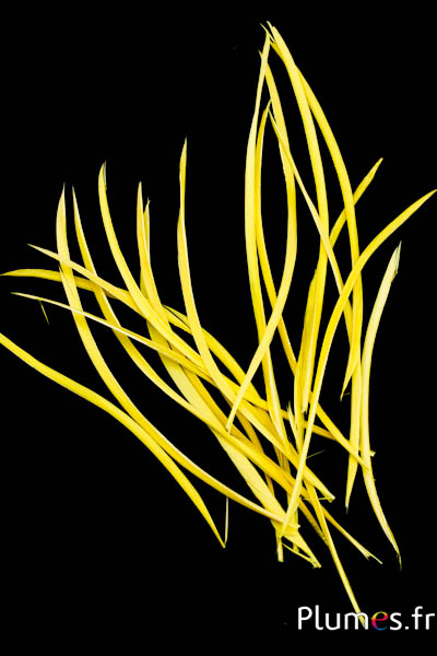 Oie strippé  - 10-17 cm - jaune